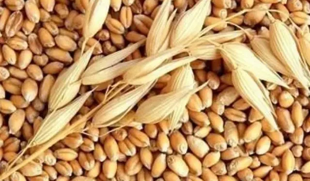 Hạt lúa mì​ và 10 công dụng vàng với sức khỏe