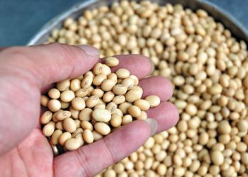 Đậu nành và đậu tương có gì khác nhau ?