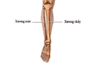 Xương chày: Cấu tạo, chức năng và 6 bệnh lý thường gặp về xương chày